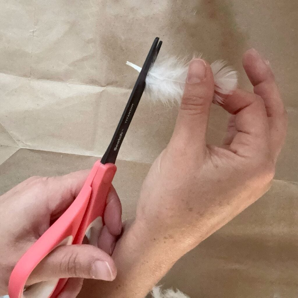 Cutting the pointed end of a feather off.